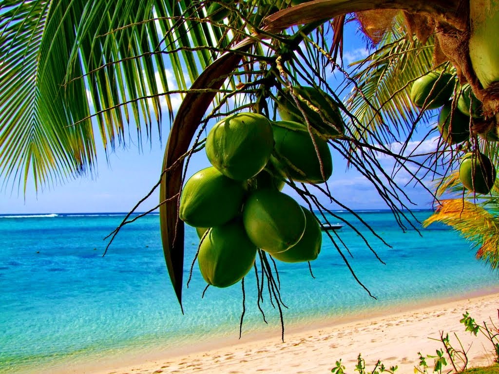 coconut tree_beach